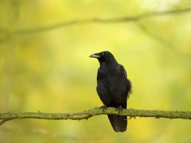 What can we learn from crows about adapting, surviving and thriving